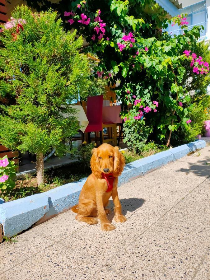 Side Erenler Hotel 외부 사진
